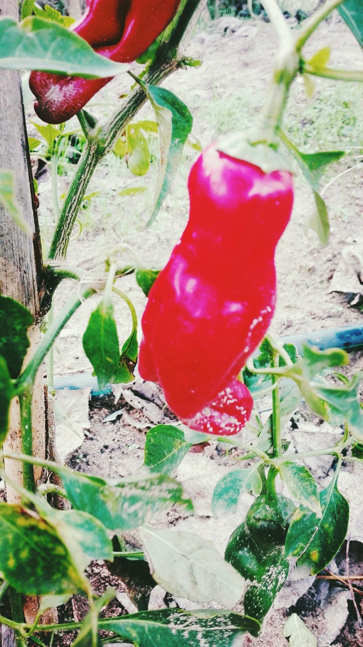 pepper