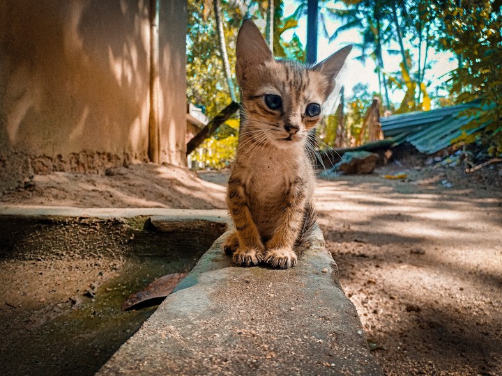 cat