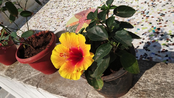 lovely flower