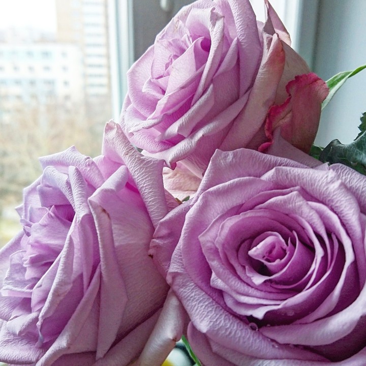 Roses on the windowsill