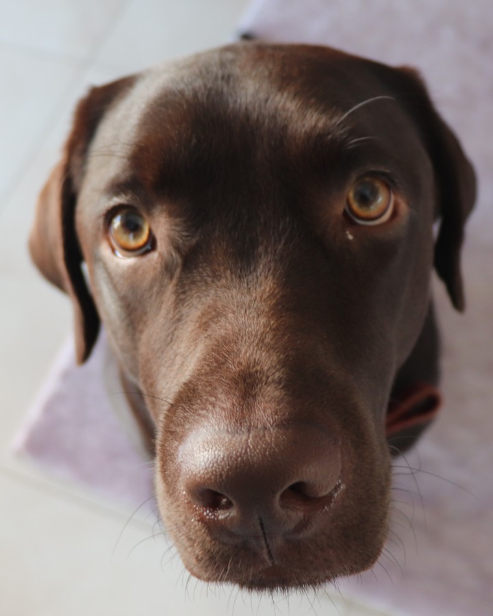 #labrador