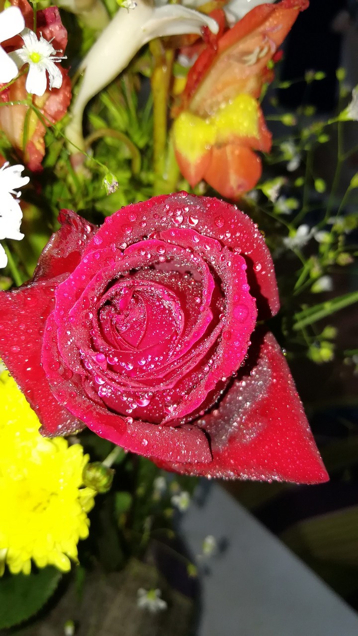 Beautiful rose