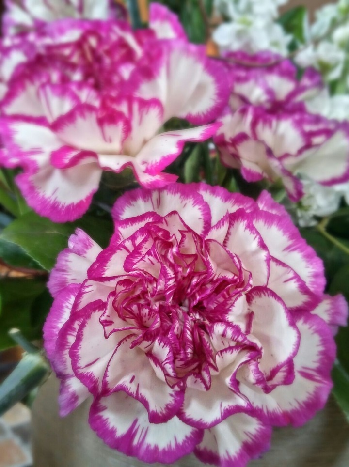 flower