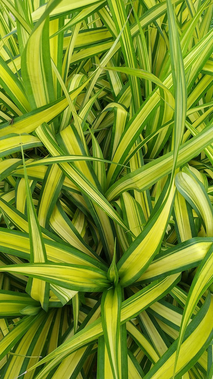leaves greened