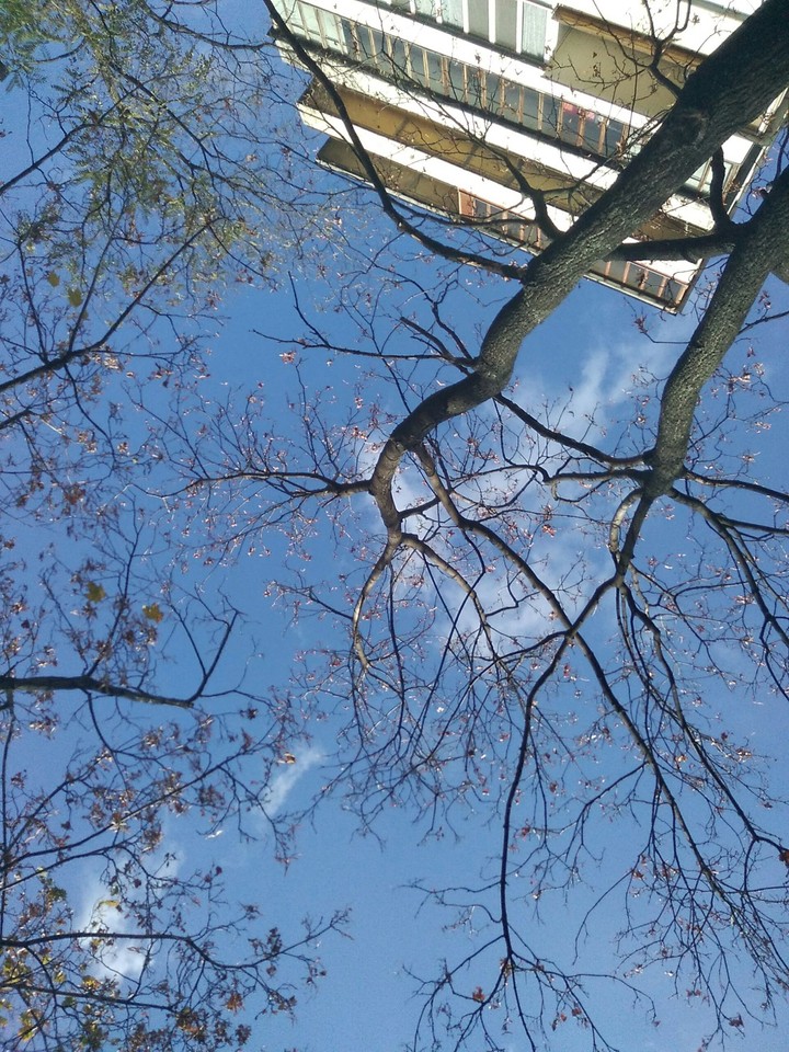 tree and sky
