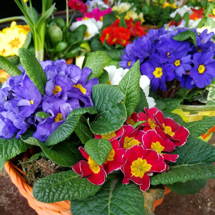 Frühlingsblumen