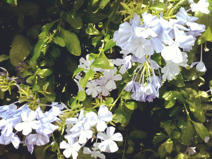 flor