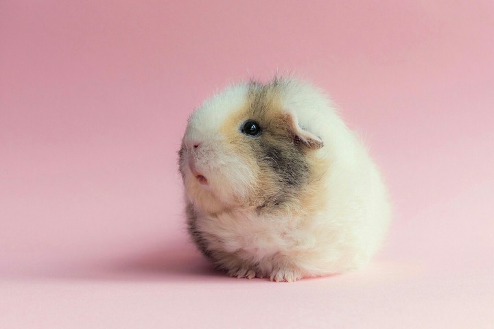 cute