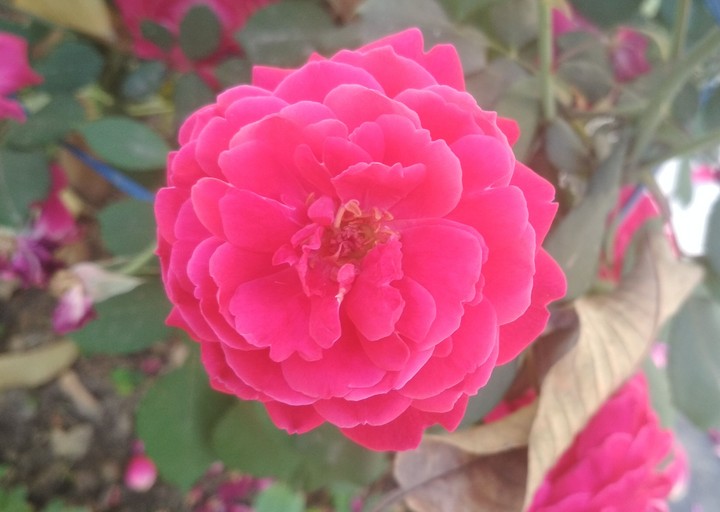 Blossom