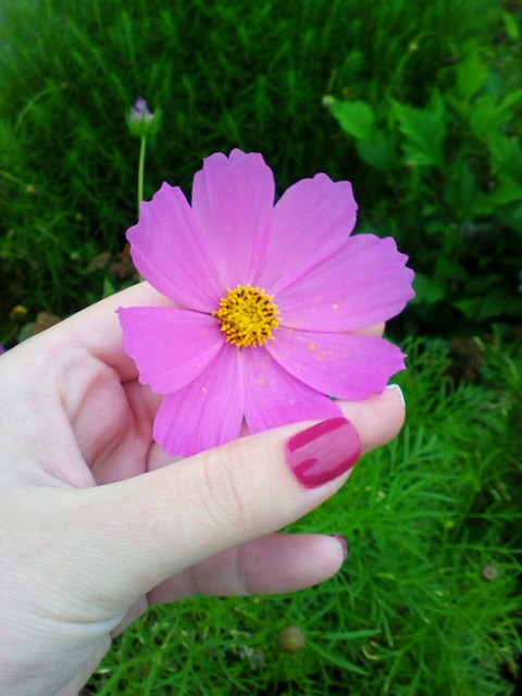 sfondi wildflower, flower