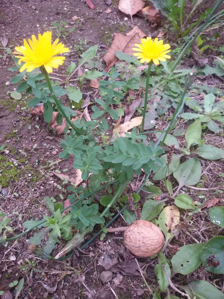 Herbstblume mit Nuss