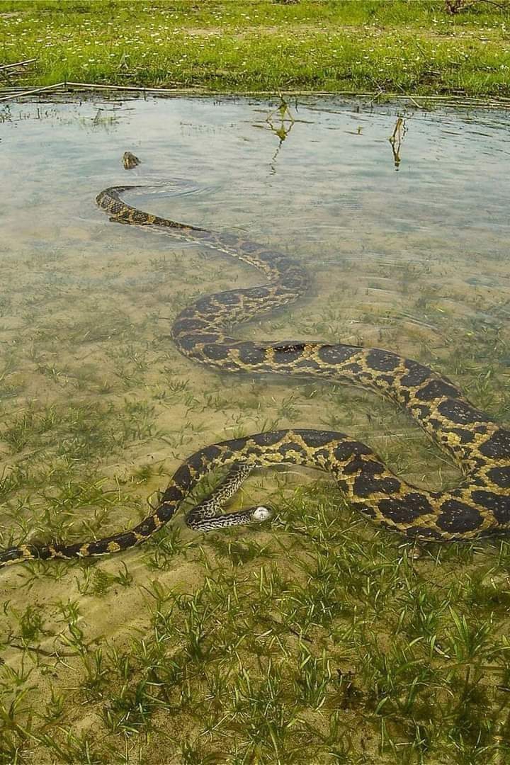anaconda giving birth