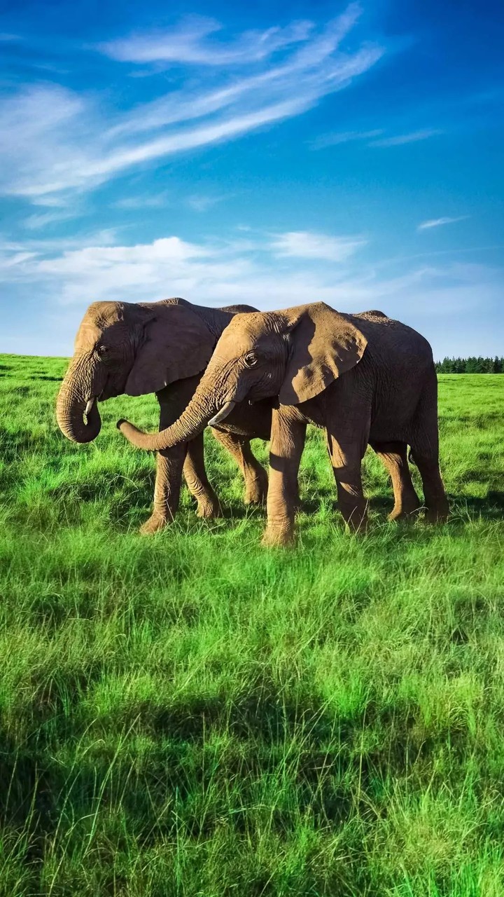 Elephants...