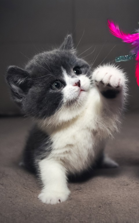 whiskers, Carnivore Hintergrundbilder
