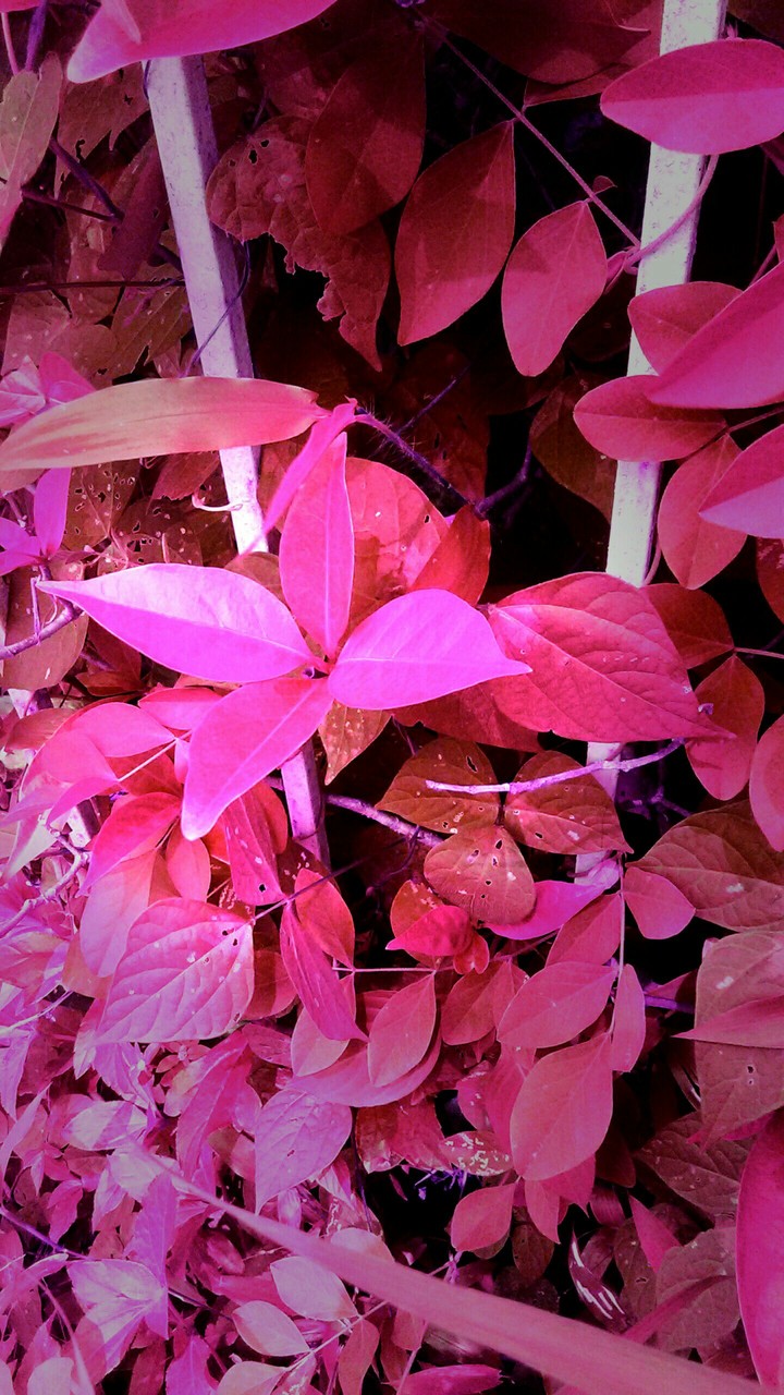 pink blink of nature