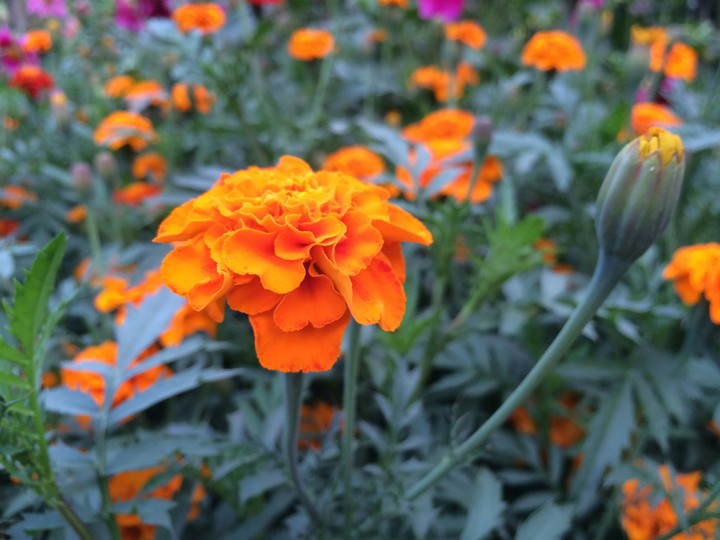 flower