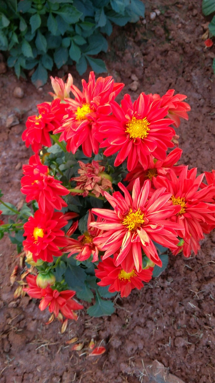 red flower
