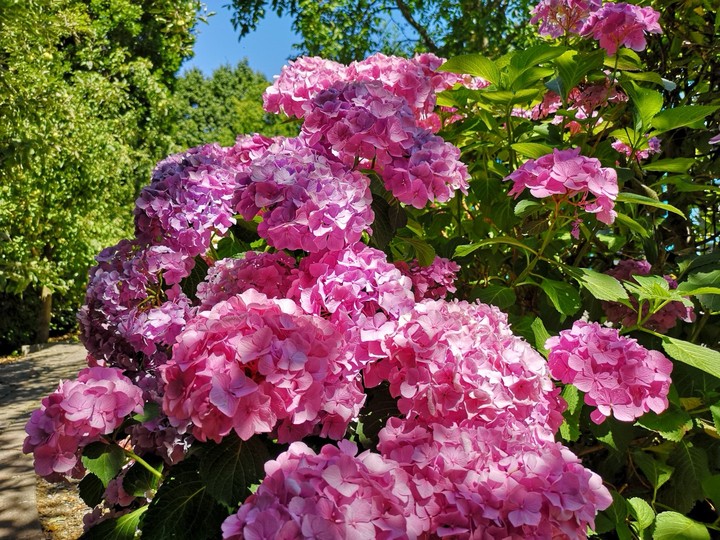 Hortensia