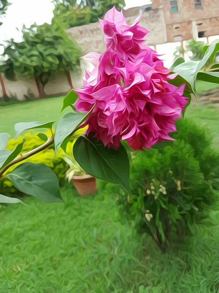 flower