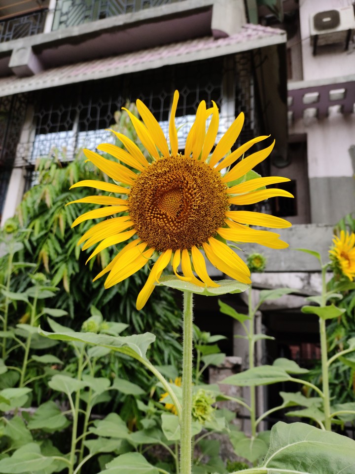 Sunflower