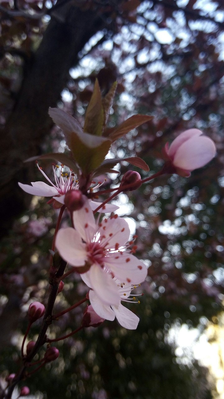 Cherry Blossom!!