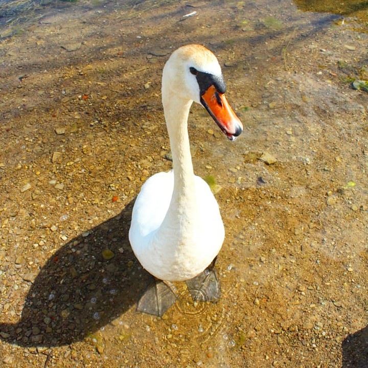 Swan