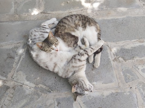 шпалери mammal, cat