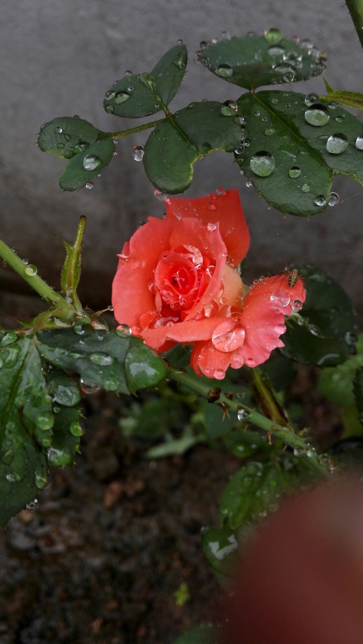 pink rose
