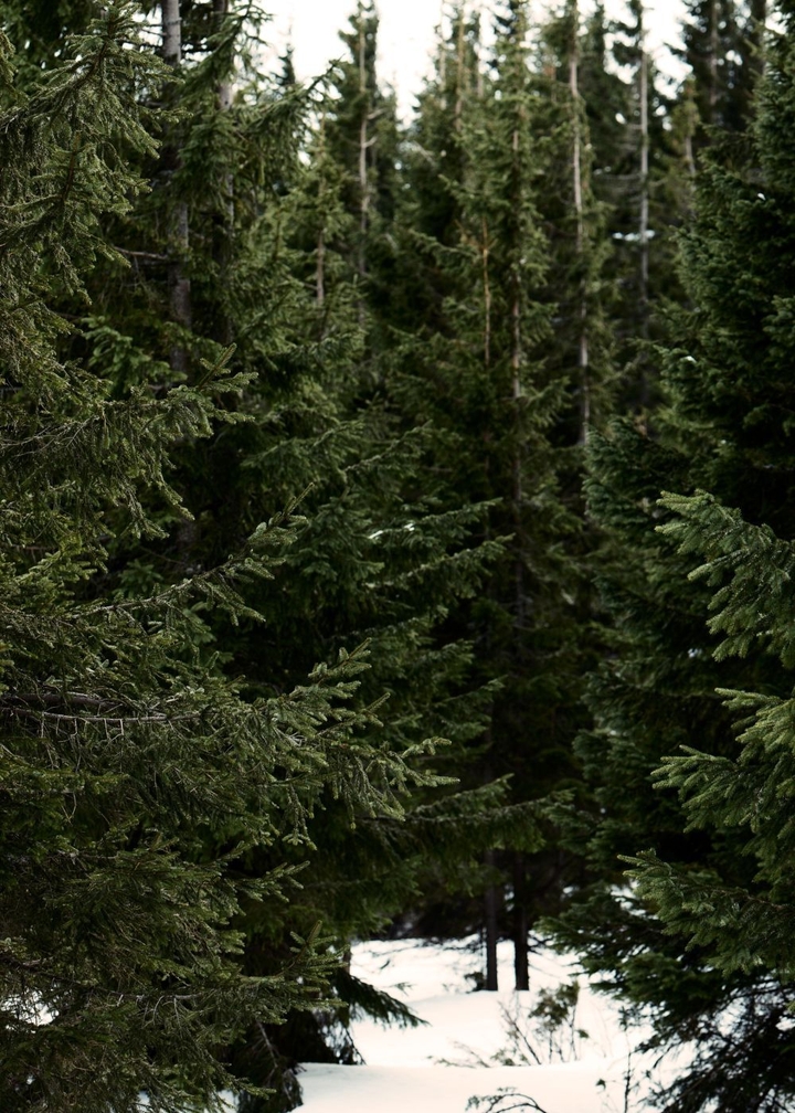 forest