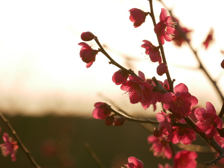 plumblossom