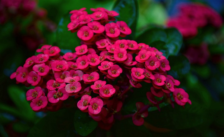 Euphorbia mili