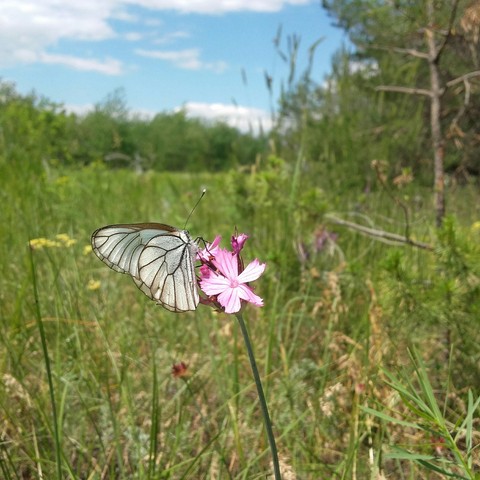 butterfly