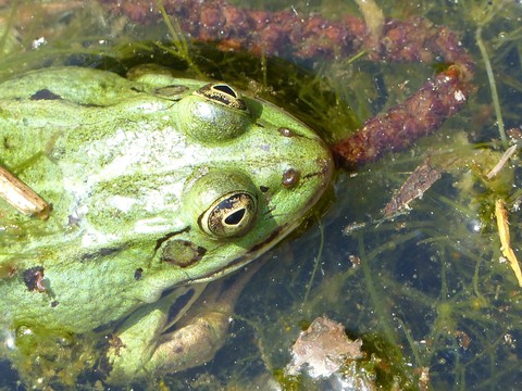 ταπετσαρίες frog, pond