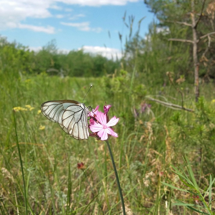butterfly