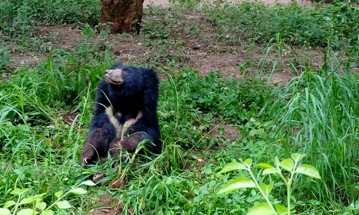 Bear seeing up