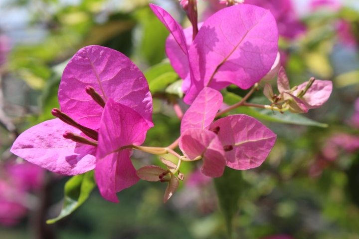 beautiful flower