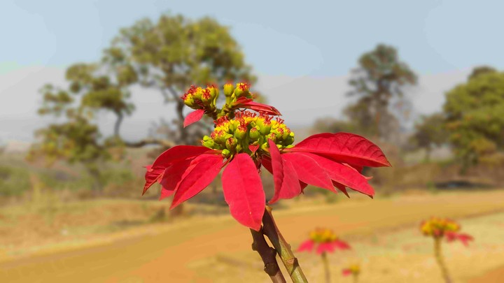 Flower