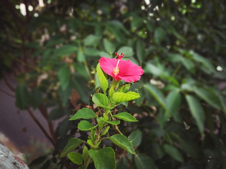 hibiscus