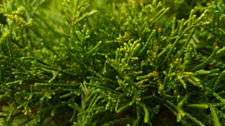 green