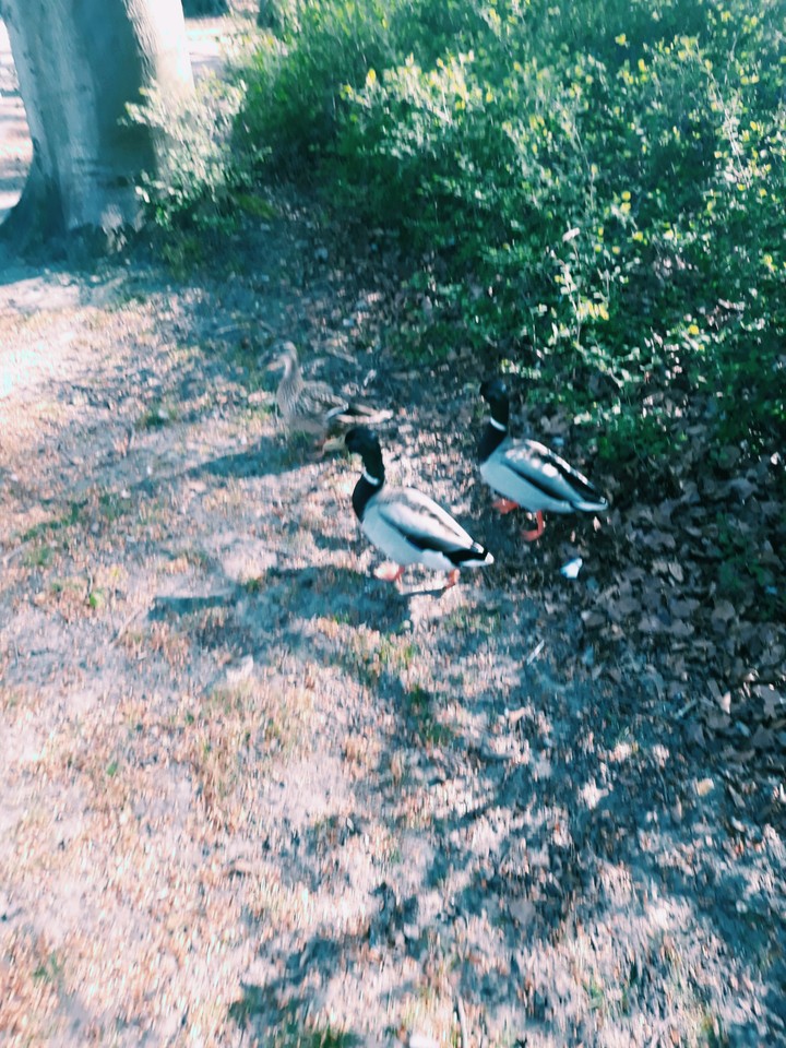 for all duckfans♡