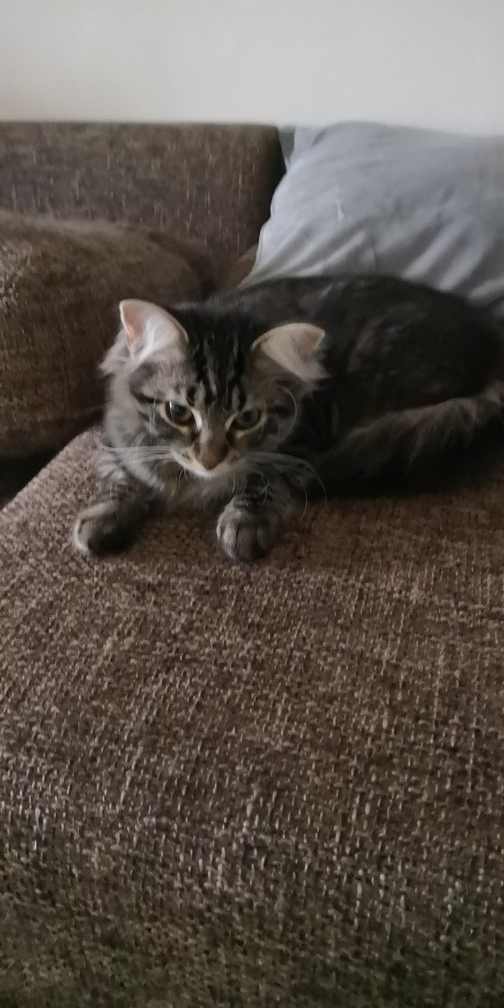 Ellsa