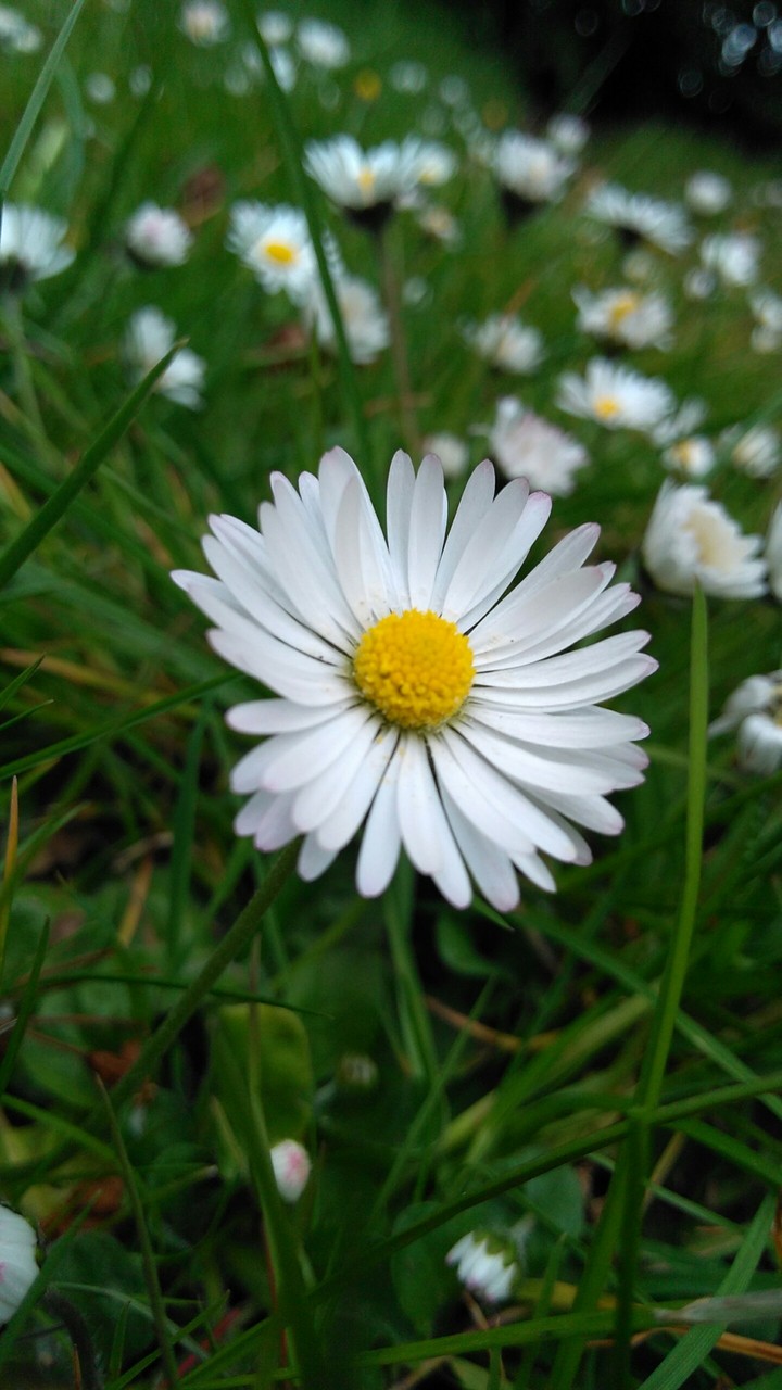 Daisy