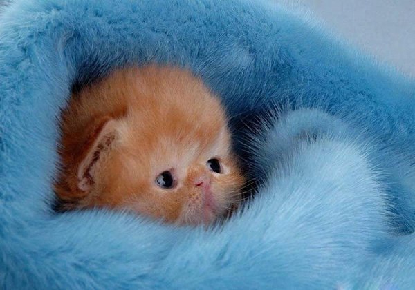 kitty