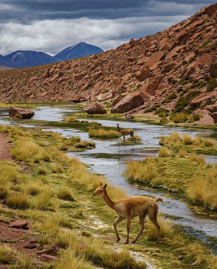 #wildlife