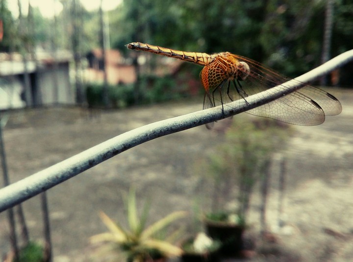 A lazy day