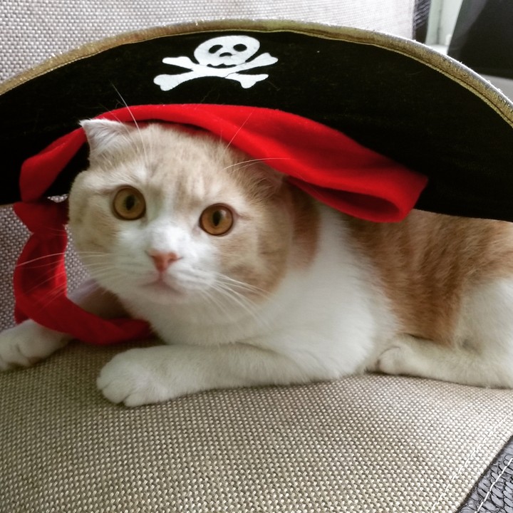 cat