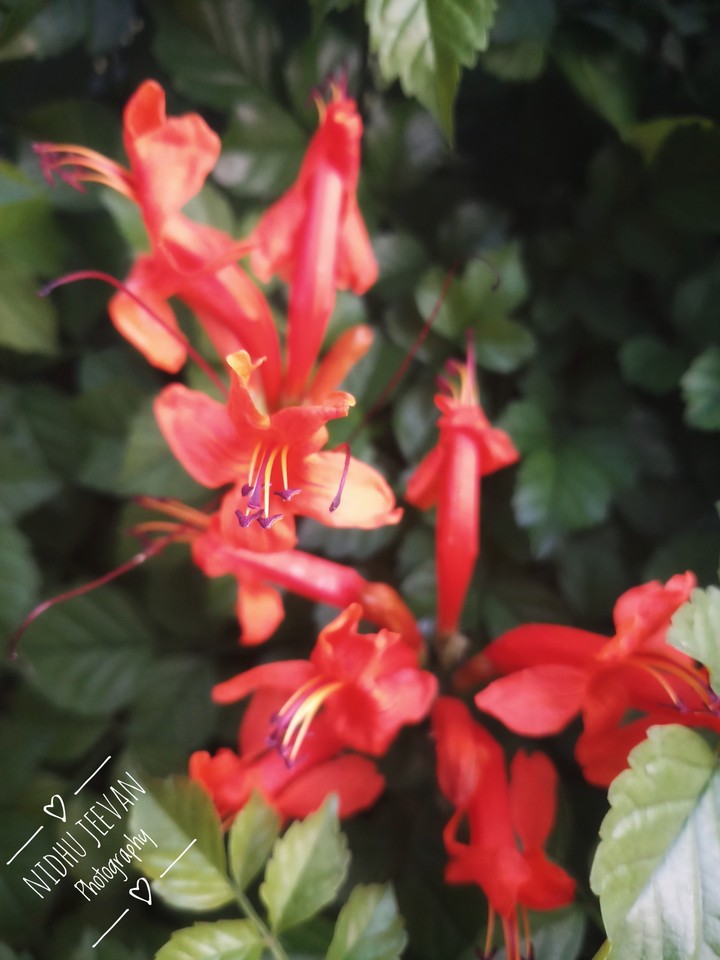 Orange Flower..!