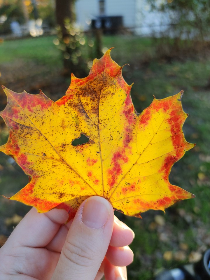 Autumn leaf