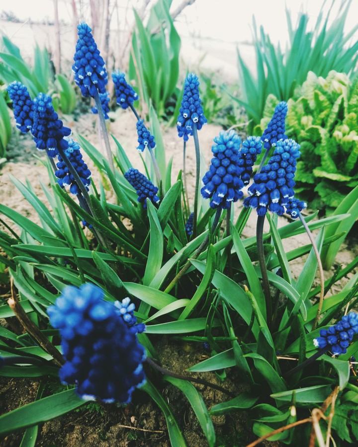flowers
