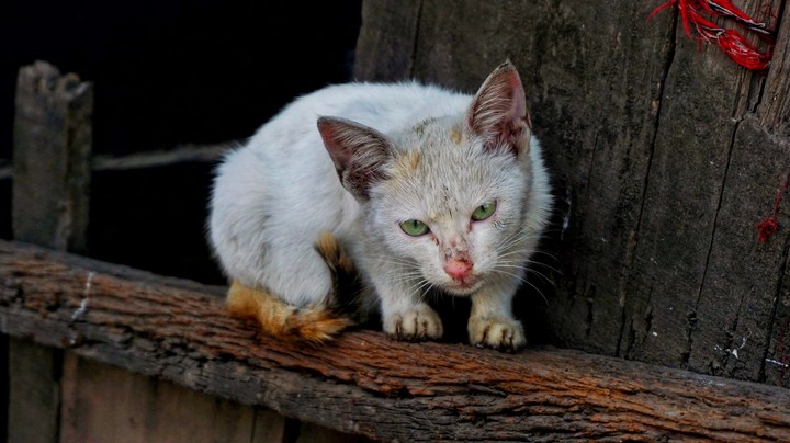 cat